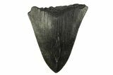 Partial Megalodon Tooth - South Carolina #295381-1